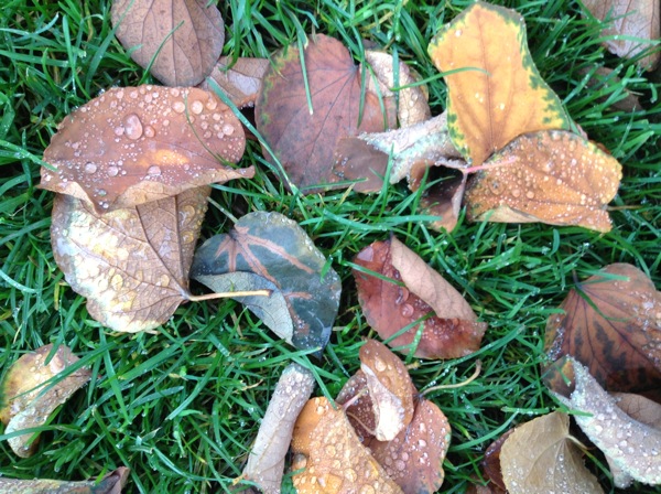 Ipadmini photos leaves ipadmini