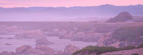 Pink Morning Mist short