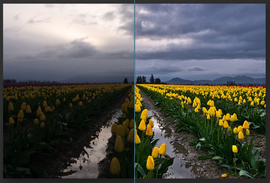 luminar-ai-tulips-before-after_2048px