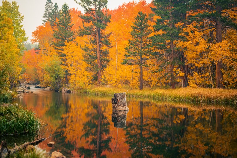 Fall Color in Bishop Creek Canyon by Mason
