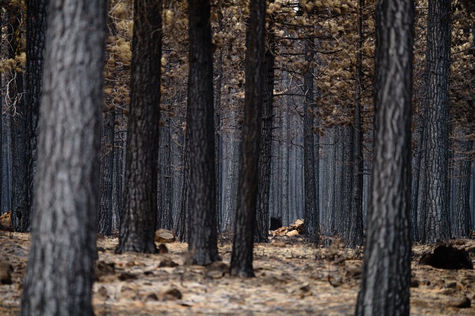 Dixie Fire Scars by Mason